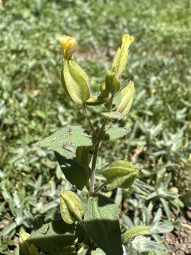 ephemeral monkeyflower (Erythranthe inflatula)