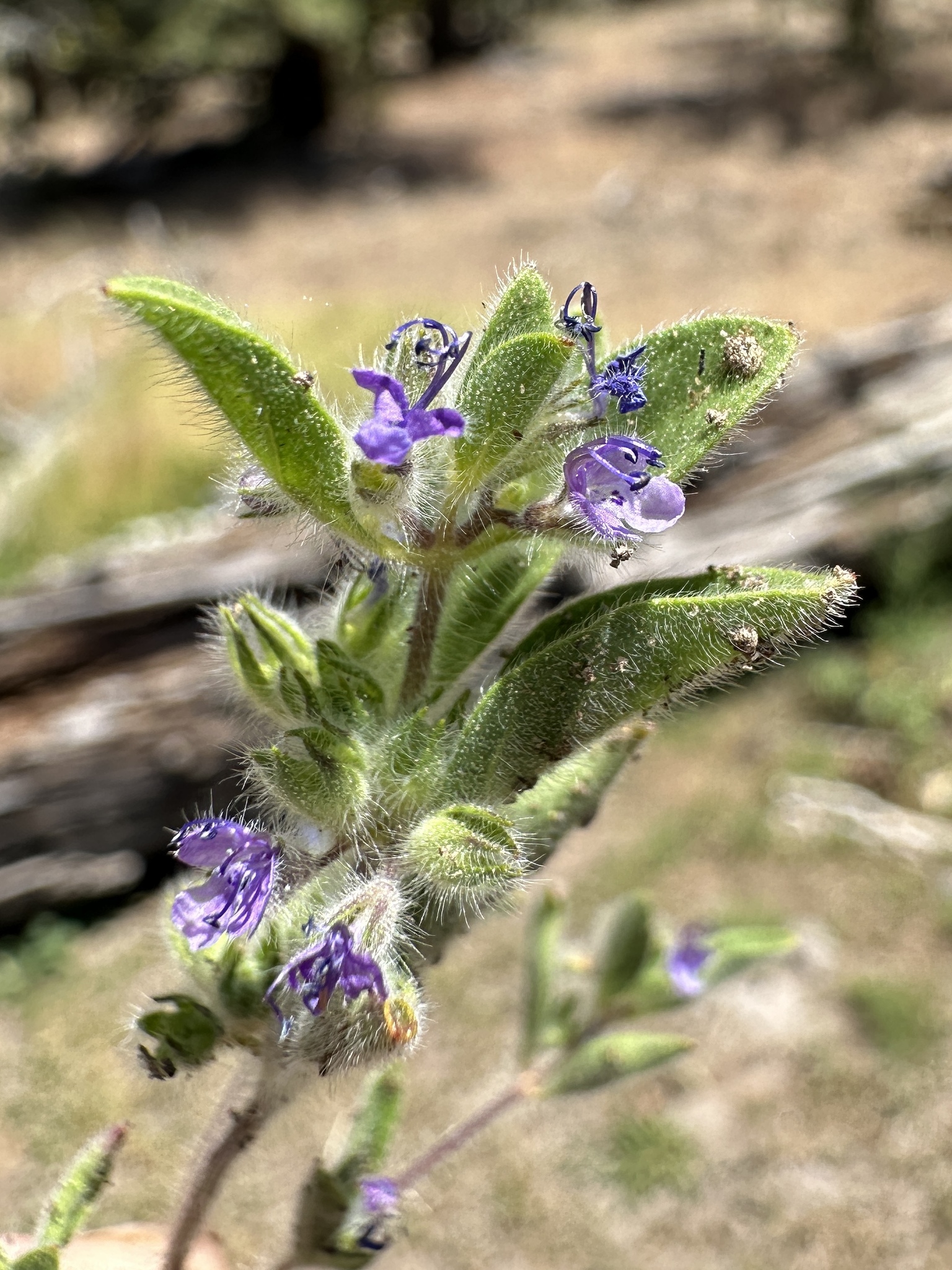 Oblong Bluecurls (Trichostema oblongum)