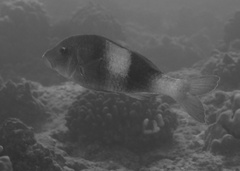 Parupeneus insularis