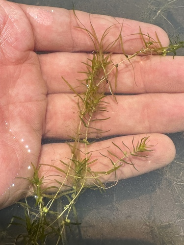 Fassett's water-starwort (Callitriche fassettii)
