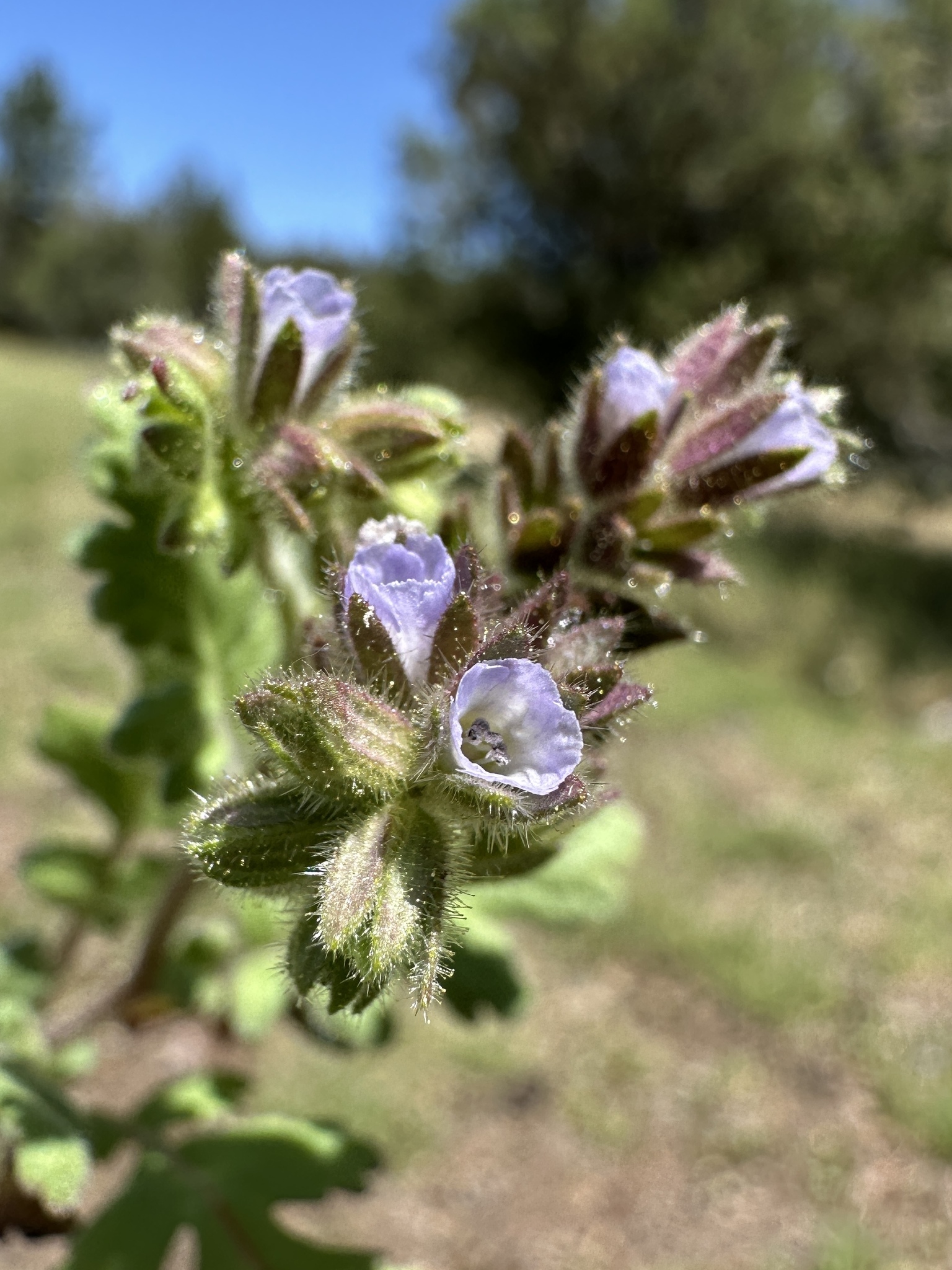 Phacelia thermalis