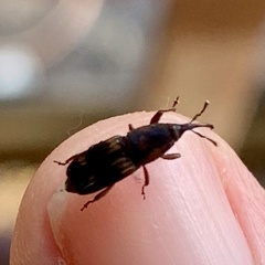 Diocalandra frumenti