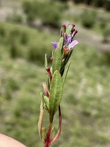 three-bracted loosestrife (Lythrum tribracteatum)