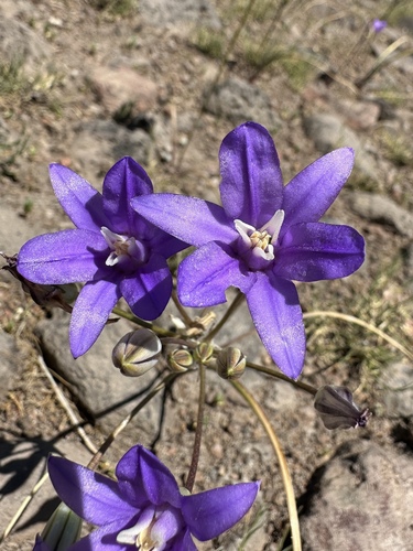 Indian Valley Brodiaea (Brodiaea rosea)
