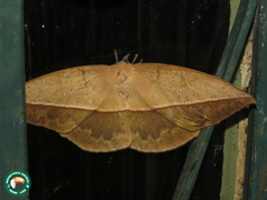 Lonomia obliqua