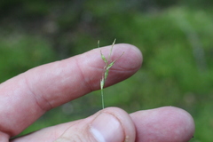 Carex minor