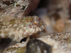 Orangedotted Blenny photo 2