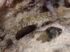 Orangedotted Blenny photo 1