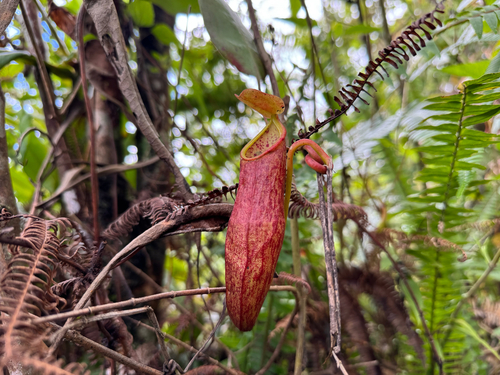 Nepenthes gymnamphora