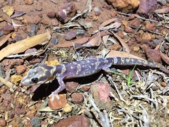 Oedura cincta
