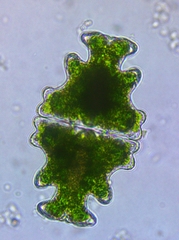 Euastrum humerosum