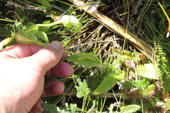 Pterostylis oliveri
