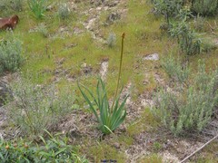 Asphodelus cerasiferus