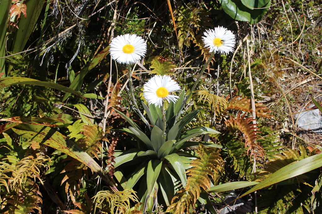 Large Mountain daisy from Arthurs Pass, Arthur's Pass National Park