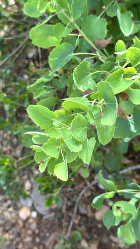 Berberis actinacantha, photograph 4