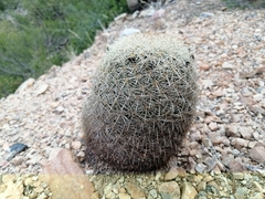 Coryphantha recurvata