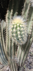 Pilosocereus chrysacanthus, photograph (c) Buckelkopfcichlide, some rights reserved (CC BY)