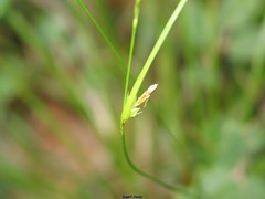 Carex distachya