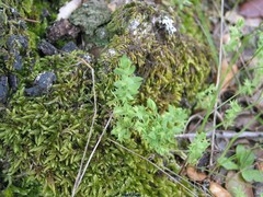 Lysimachia linum-stellatum