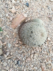 Coryphantha recurvata