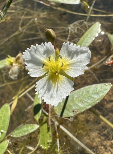 California damasonium (Damasonium californicum)