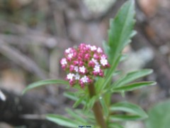 Centranthus calcitrapae