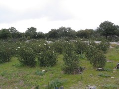 Asphodelus albus