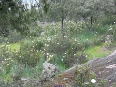 Asphodelus albus