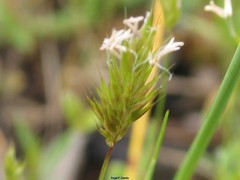 Anthoxanthum aristatum