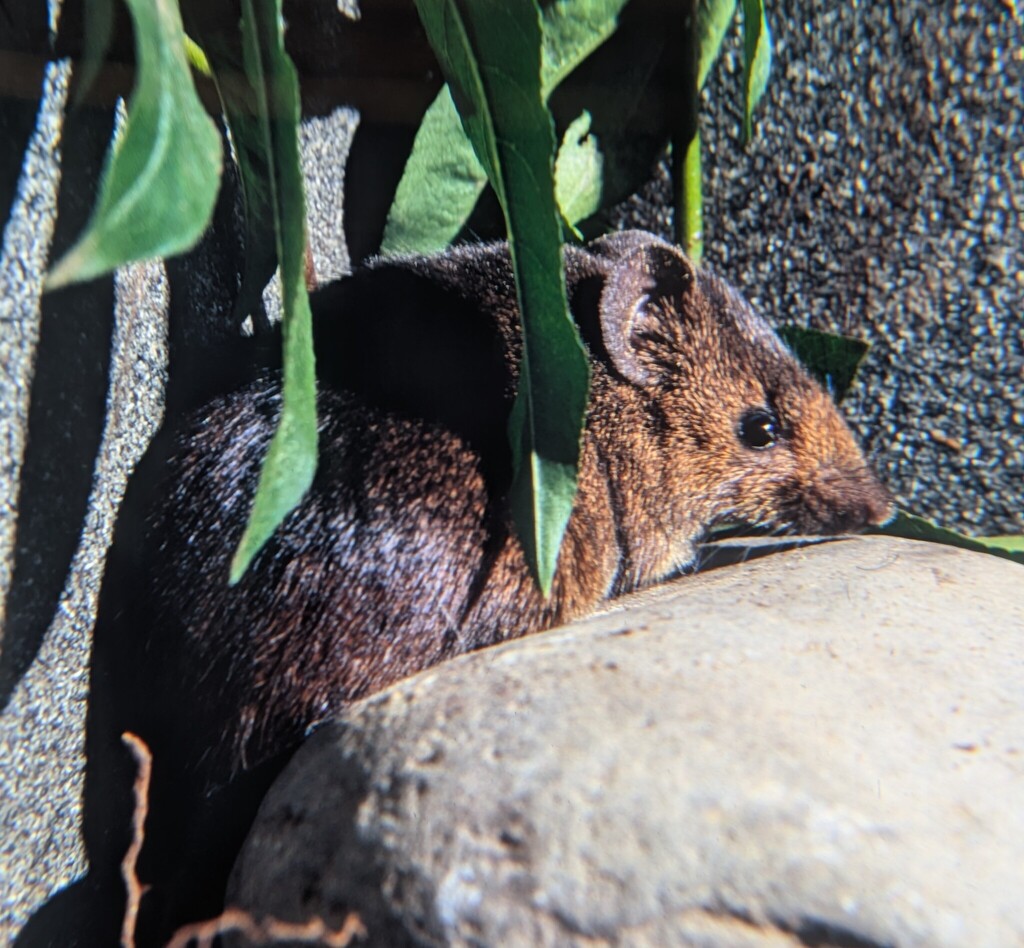 Verhagen's Brush-Furred Rat