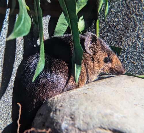 Verhagen's Brush-furred Rat (Lophuromys verhageni) — Data Deficient Mammalia