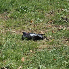 Columba livia domestica