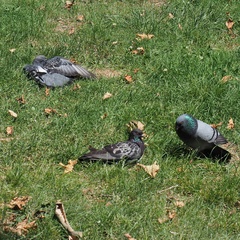 Columba livia domestica