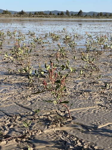 lake dock (Rumex lacustris)
