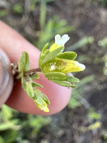 Boggs Lake hedgehyssop (Gratiola heterosepala)