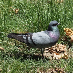 Columba livia domestica