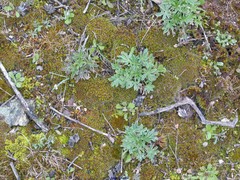 Lupinus gredensis