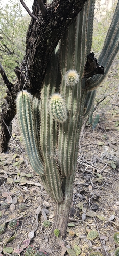 Pilosocereus chrysacanthus, photograph 6