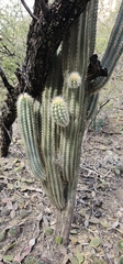 Pilosocereus chrysacanthus, photograph (c) Buckelkopfcichlide, some rights reserved (CC BY)