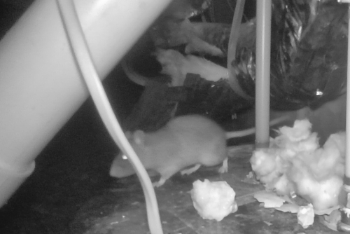 Eastern Woodrat