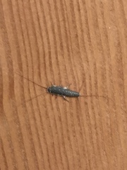 Ctenolepisma lineatum