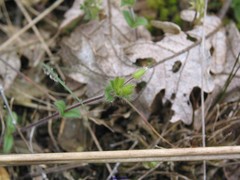 Cerastium brachypetalum