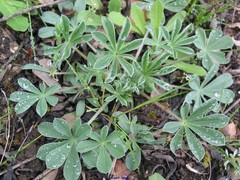 Lupinus gredensis