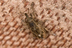 Notiodes aeratus