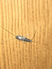 Ctenolepisma lineatum