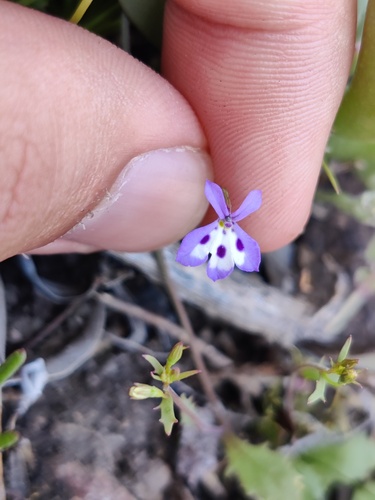 Gifberg Softbell (Wimmerella bifida)