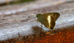 Hasora borneensis