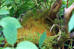 Ceratodon