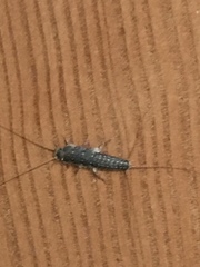 Ctenolepisma lineatum