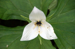 Trillium simile